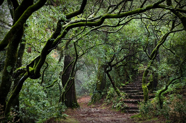 The morning mists lends the forest a magical feel (Image: Mata do Bussaco Foundation)